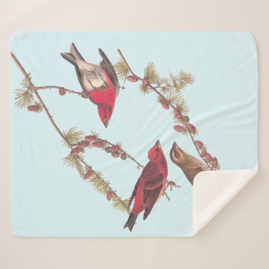 Couverture Sherpa Audubon's Purple Finch Trois oiseaux rouges en hiv (Devant (Horizontal))