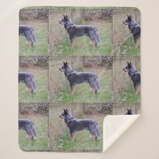 Couverture Sherpa Australian_Cattle_Dog_blue complet (Devant)