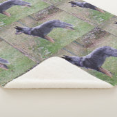 Couverture Sherpa Australian_Cattle_Dog_blue complet (3/4)