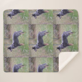 Couverture Sherpa Australian_Cattle_Dog_blue complet (Devant (Horizontal))