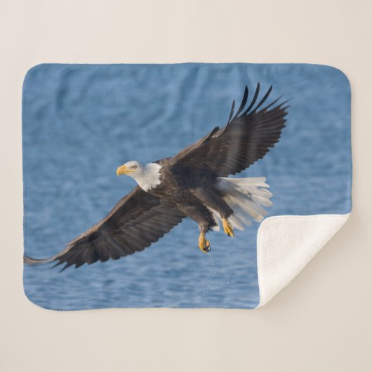 Couverture Sherpa Bald eagle in flight (Devant (Horizontal))