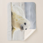 Couverture Sherpa Bébé phoque des images | de Getty (Devant)