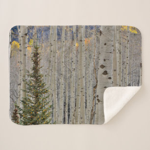 Couverture Sherpa Bosquets d'aspens en automne Montagnes Rocheuses