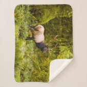 Couverture Sherpa Bull Roosevelt Elk Debout Dans Le Pré (Devant)