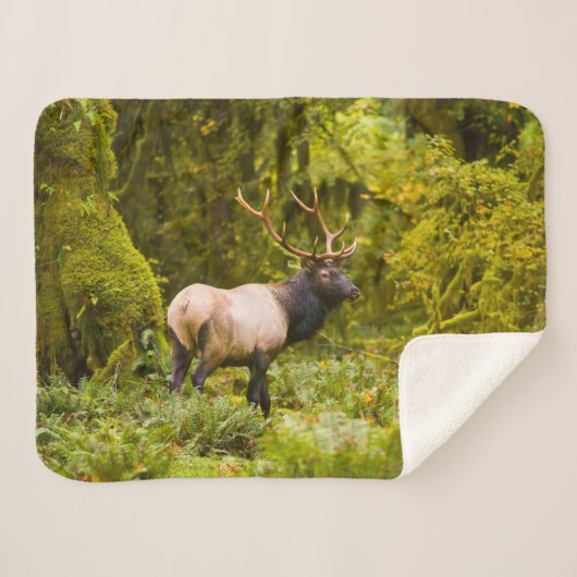 Couverture Sherpa Bull Roosevelt Elk Debout Dans Le Pré (Devant (Horizontal))