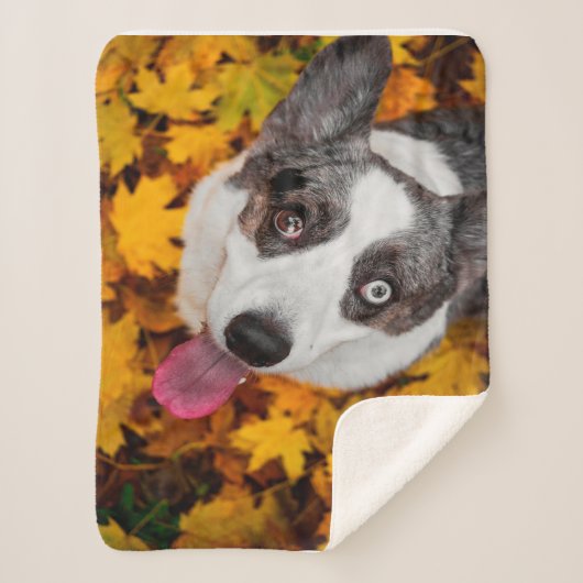 Couverture Sherpa Cadeaux de Chien de Corgi| Chien de Corgi (Devant)