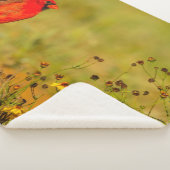 Couverture Sherpa Cardinal mâle sur rondin (3/4)