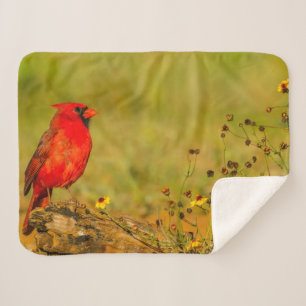 Couverture Sherpa Cardinal mâle sur rondin