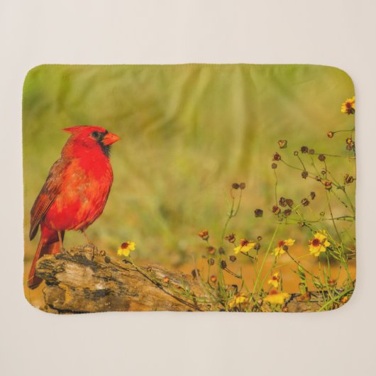 Couverture Sherpa Cardinal mâle sur rondin (Devant (Horizontal))