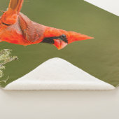 Couverture Sherpa Cardinal mâle sur une branche (3/4)