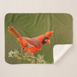 Couverture Sherpa Cardinal mâle sur une branche