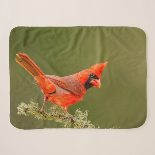 Couverture Sherpa Cardinal mâle sur une branche (Devant (Horizontal))