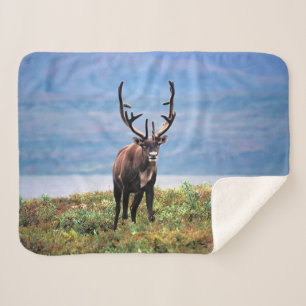 Couverture Sherpa Caribou ou Renne Parc national de Denali, Alaska