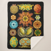 Couverture Sherpa carte des créatures marines (Devant)