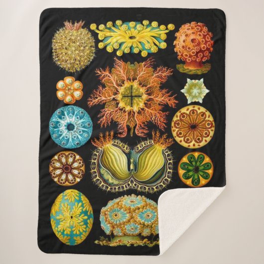 Couverture Sherpa carte des créatures marines (Devant)