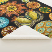 Couverture Sherpa carte des créatures marines (3/4)