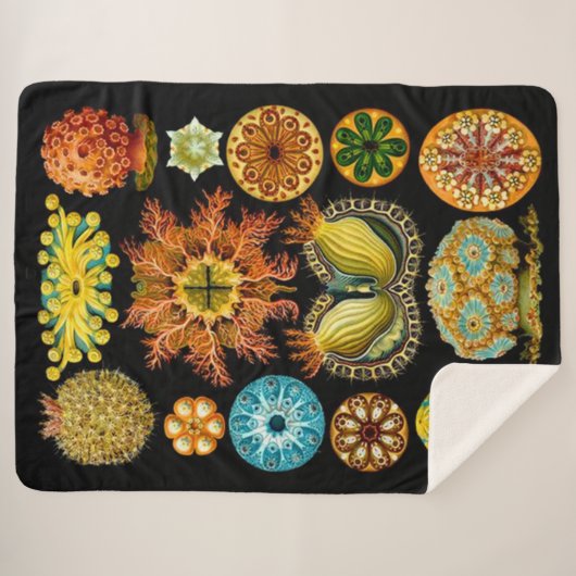 Couverture Sherpa carte des créatures marines (Devant (Horizontal))