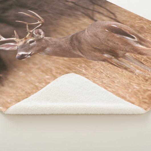 Couverture Sherpa Cerf à queue blanche | Choke Canyon State Park, TX (3/4)