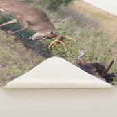 Couverture Sherpa Cerf à queue blanche combattant un dindon sauvage (3/4)
