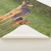 Couverture Sherpa Cerf à queue blanche | Habitat Grassy (3/4)