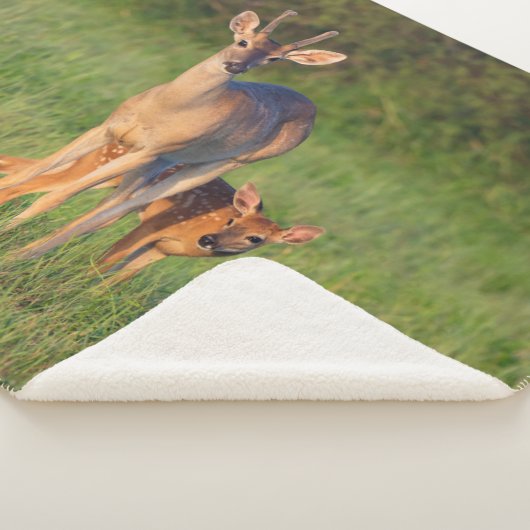 Couverture Sherpa Cerf à queue blanche | Habitat Grassy (3/4)