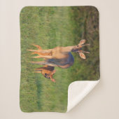 Couverture Sherpa Cerf à queue blanche | Habitat Grassy (Devant)