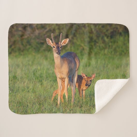 Couverture Sherpa Cerf à queue blanche | Habitat Grassy (Devant (Horizontal))