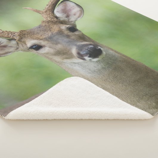 Couverture Sherpa Cerf à queue blanche | Hill Country, Texas (3/4)