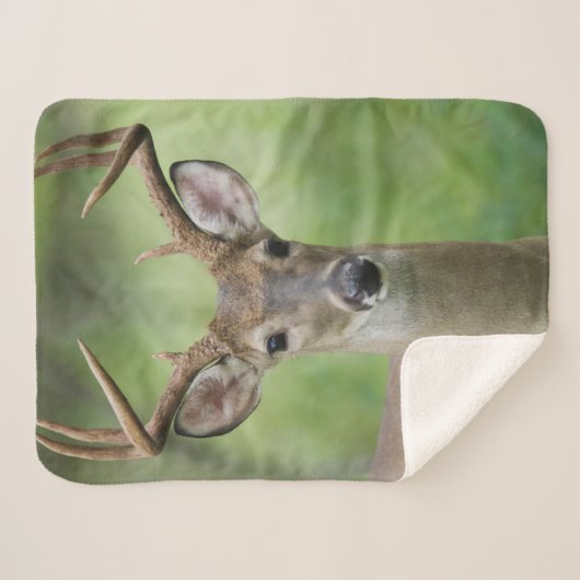 Couverture Sherpa Cerf à queue blanche | Hill Country, Texas (Devant (Horizontal))