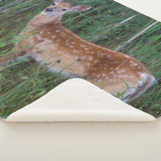 Couverture Sherpa Cerf à queue blanche | National Bison Range Montan (3/4)