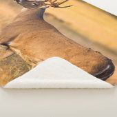 Couverture Sherpa Cerf à queue blanche | Sud TX (3/4)