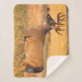 Couverture Sherpa Cerf à queue blanche | Sud TX (Devant)