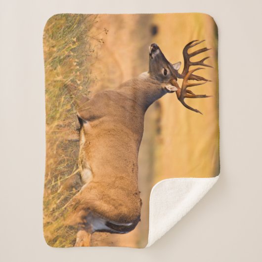 Couverture Sherpa Cerf à queue blanche | Sud TX (Devant)