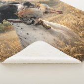 Couverture Sherpa Chasse au Pointer Anglais ,Perdrix Chukar (3/4)