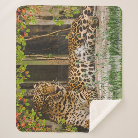 Couverture Sherpa Chat de léopard animal (50" X 60") (Devant)