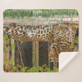 Couverture Sherpa Chat de léopard animal (50" X 60") (Devant (Horizontal))