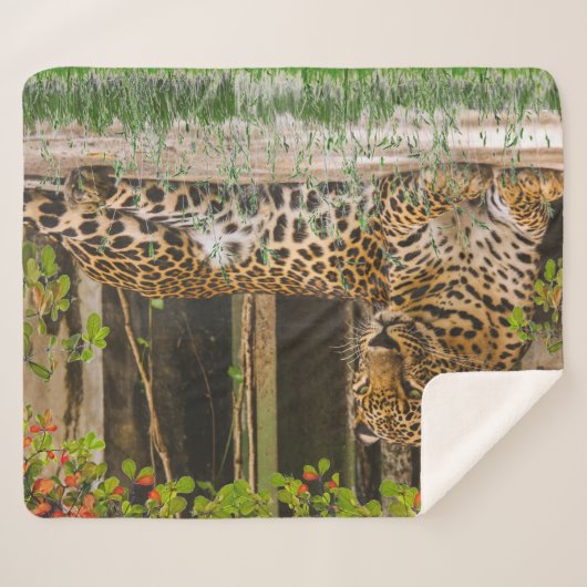 Couverture Sherpa Chat de léopard animal (50" X 60") (Devant (Horizontal))