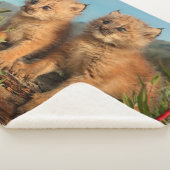 Couverture Sherpa Chatons Lynx Canadien, Alaska (3/4)
