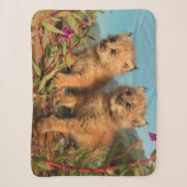 Couverture Sherpa Chatons Lynx Canadien, Alaska (Devant)