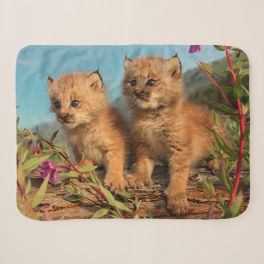 Couverture Sherpa Chatons Lynx Canadien, Alaska (Devant (Horizontal))