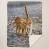Couverture Sherpa Chats mignons Chatons Chatons Amis Chemin Pierre P (Devant)