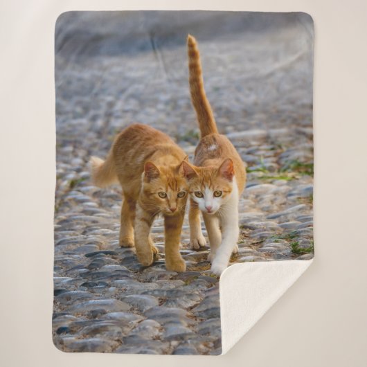 Couverture Sherpa Chats mignons Chatons Chatons Amis Chemin Pierre P (Devant)