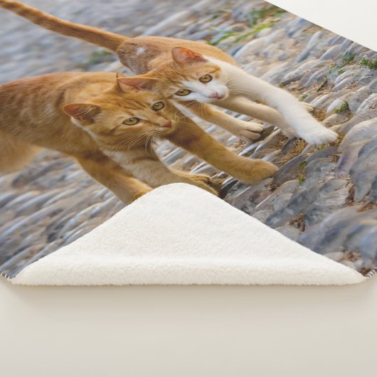 Couverture Sherpa Chats mignons Chatons Chatons Amis Chemin Pierre P (3/4)
