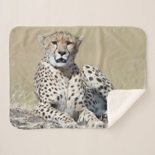 Couverture Sherpa Cheetah au Masai Mara au Kenya photo