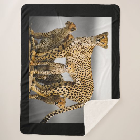 Couverture Sherpa Cheetahs (Devant)