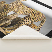 Couverture Sherpa Cheetahs (3/4)
