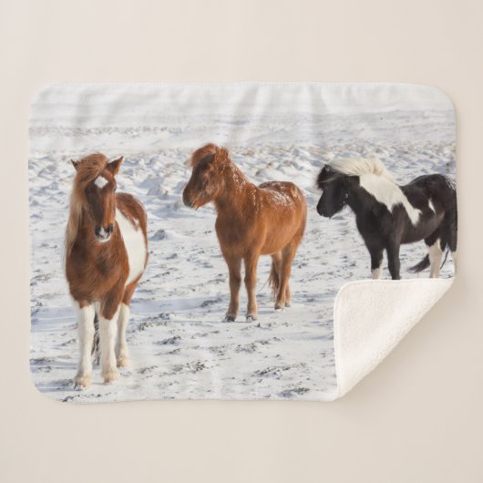 Couverture Sherpa Cheval islandais avec manteau d'hiver typique (Devant (Horizontal))