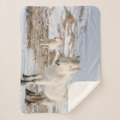 Couverture Sherpa Cheval islandais | Blonduos, Islande (Devant)