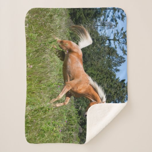 Couverture Sherpa Cheval Palomino traversant une prairie (Devant)