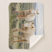 Couverture Sherpa Cheval sauvage en itinérance sur le Priaire de Cod (Devant)